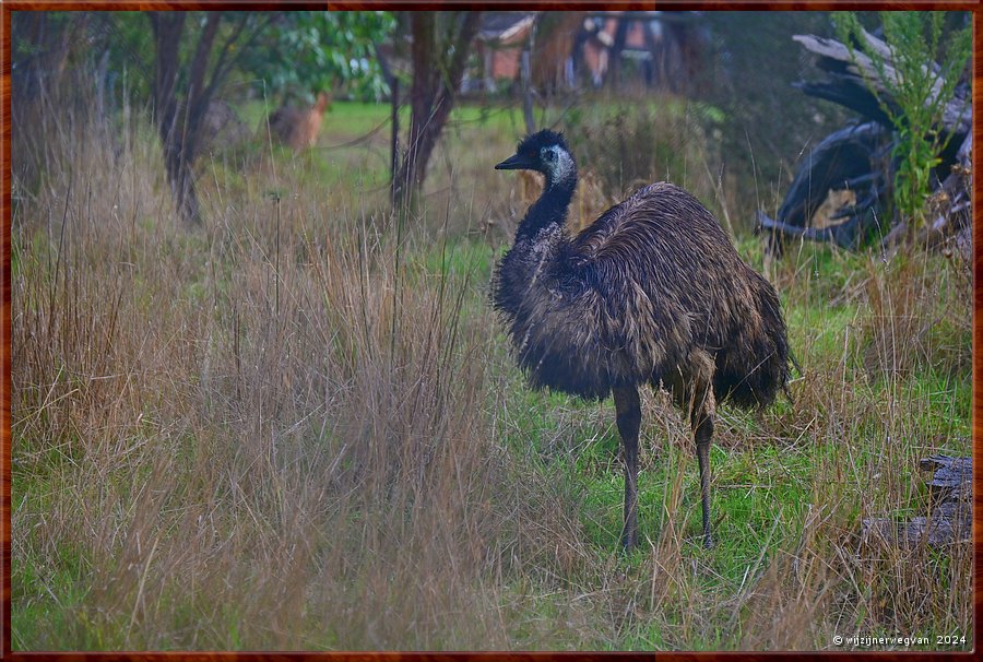 

Portland
Graham Husson Fauna Park
Emoe  -  24/41