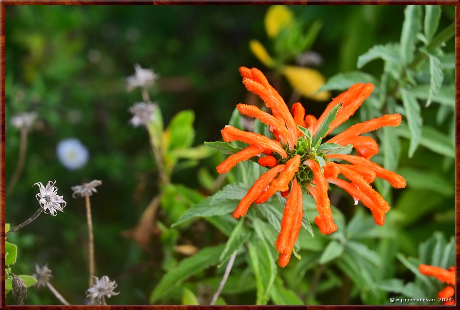 

Portland
Graham Husson Fauna Park
Leeuwenoor (leonotis)  -  29/41