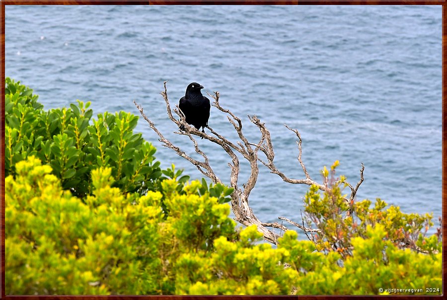 

Cape Bridgewater
Seal Colony Walk
Australian Raven  -  30/58