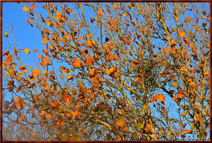 

Mount Gambier
Blue Lake
Herfst  -  30/30