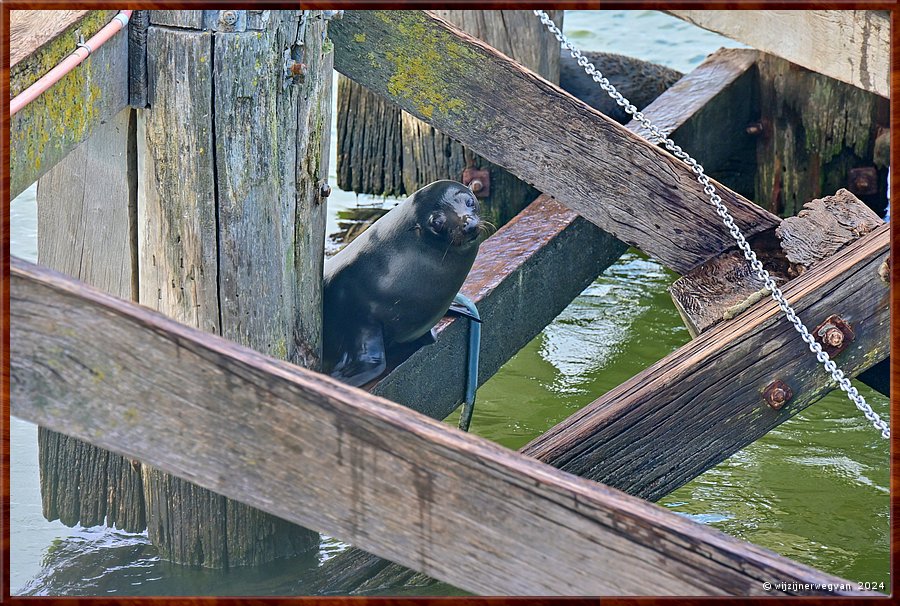 

Goolwa
Goolwa Barrage
Long nosed seal fur (Australische zeebeer)  -  17/42