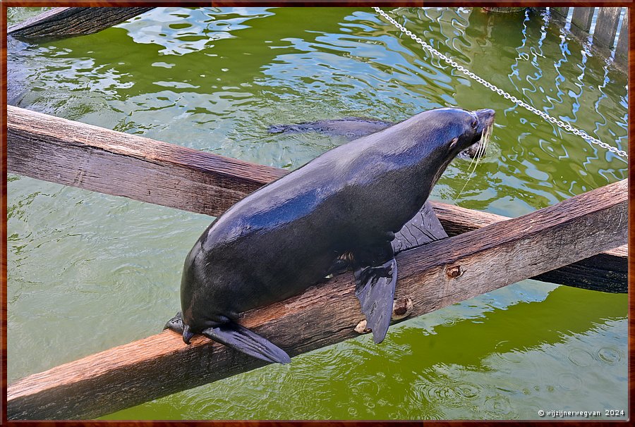 

Goolwa
Goolwa Barrage
Long nosed seal fur (Australische zeebeer)  -  18/42