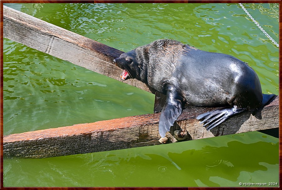 

Goolwa
Goolwa Barrage
Long nosed seal fur (Australische zeebeer)
Uit de familie oorrobben  -  19/42