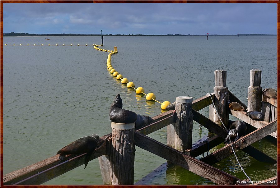 

Goolwa
Goolwa Barrage
Long nosed seal fur (Australische zeebeer)  -  20/42