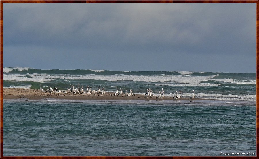 

Goolwa
Coorong National Park
Hindmarch Island
Murray Mouth Lookout
Een kolonie pelikanen  -  29/42