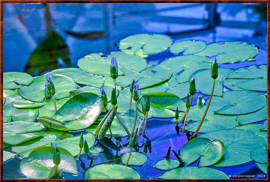 

Adelaide
Botanic Garden
Amazon Waterlily Pavilion
Blue Nile (Blue Lotus of Egypt) lelie  -  35/50