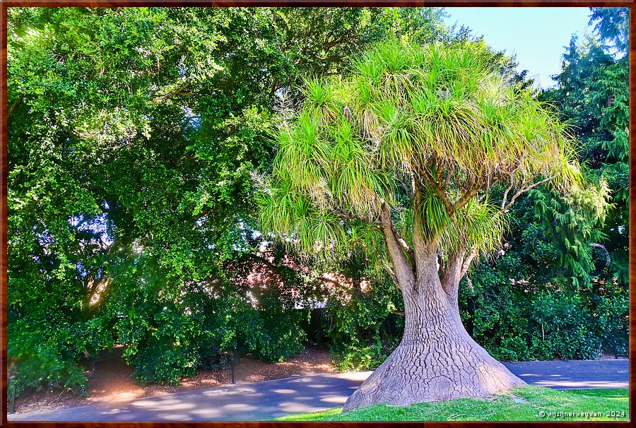 

Adelaide
Botanic Garden
Palm  House
Pony Tail Palm (Oliifantspoot)  -  42/71