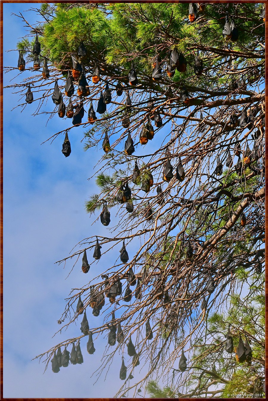 

Adelaide
Botanic Park 
Grey Headed Flying Foxes  -  3/45