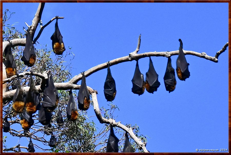 

Adelaide
Botanic Park 
Grey Headed Flying Foxes  -  4/45