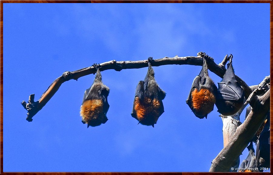 

Adelaide
Botanic Park 
Grey Headed Flying Foxes  -  5/45