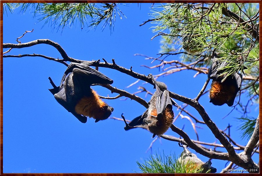 

Adelaide
Botanic Park 
Grey Headed Flying Foxes  -  6/45