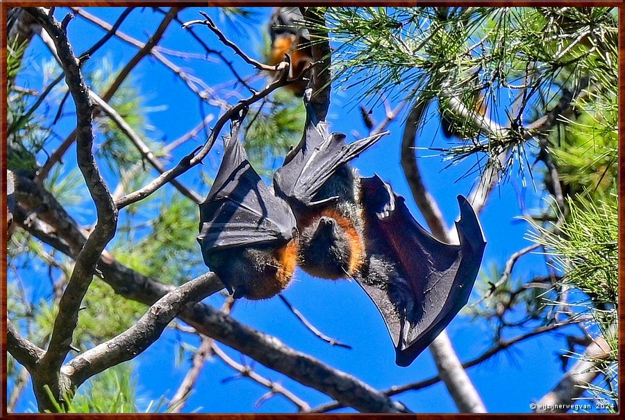 

Adelaide
Botanic Park 
Grey Headed Flying Foxes  -  7/45