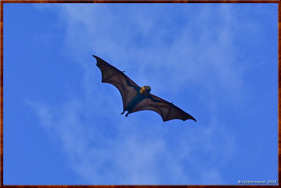 

Adelaide
Botanic Park 
Grey Headed Flying Foxes  -  8/45