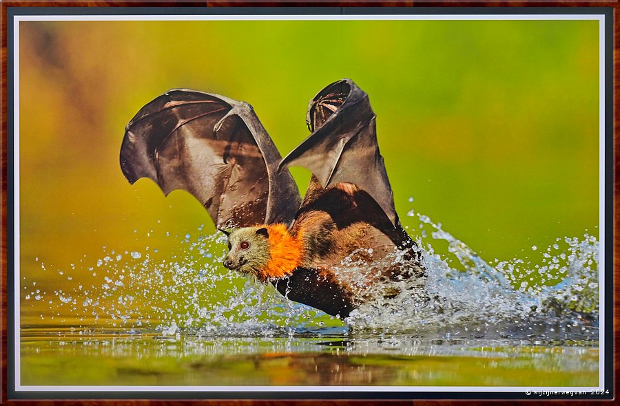 

Adelaide, South Australian Muaseum  
Nature Photographer of the Year
Grey Headed Flying Fox drinking behaviour, Ofer Levy (2011, Parramatta Park, NSW)
Deze vleermuizen drinken op een unieke manier. 
Ze duiken laag en scheren met hun buik over het water. 
Vervolgens likken ze hun natte vacht terwijl ze vliegen.  -  12/45