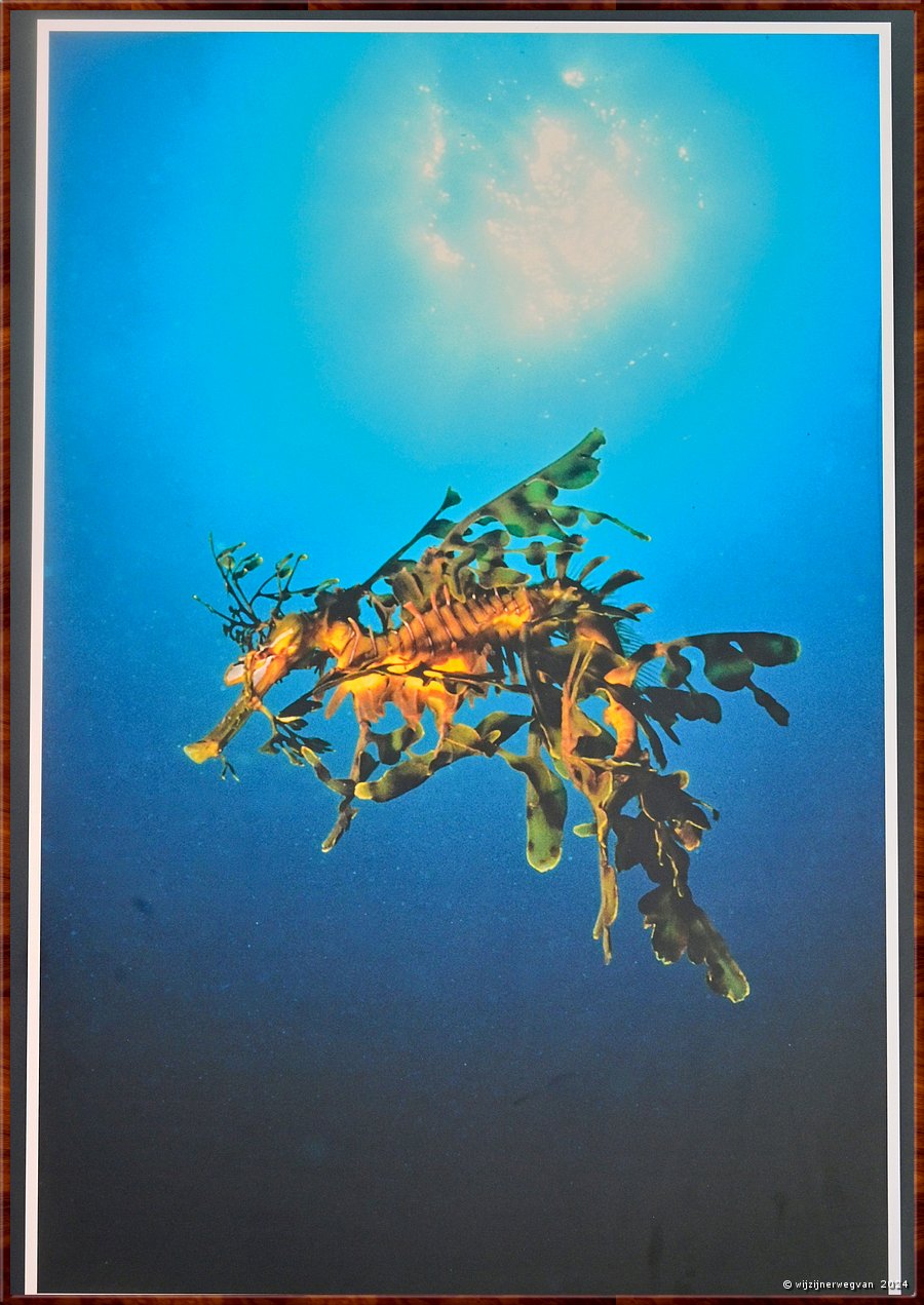 

Adelaide, South Australian Muaseum  
Nature Photographer of the Year
Golden Dragon into the blue, Pierre Constant (2004, Kangaroo Island, SA)
De magische gouden glans van de ongrijpbare groene zeedraak in het zeelicht  -  14/45