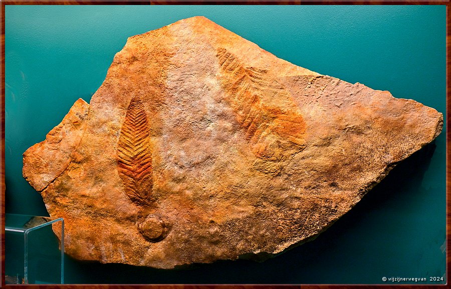

Adelaide, South Australian Muaseum  
'Arborea arborea'
Een koraal in de vorm van een blad, dat leefde op de zeebodem zon 600 miljoen jaar geleden. 
De steen werd in 1991 door fossiel jagers uitgegraven uit een bergkam in de Flinders Ranges
en meegenomen naar Japan. Het gestolen fossiel werd opgespoord en geretourneerd in 1995.  -  17/45
