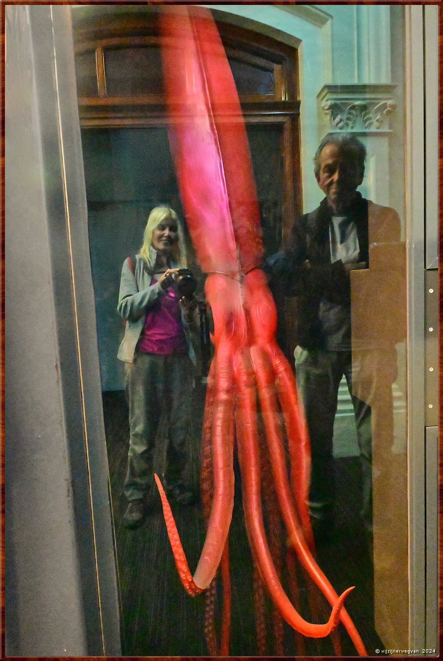 

Adelaide
South Australian Muaseum  
The Giant Squid
In een oude liftkoker over drie verdiepingen heen is een model gemaakt 
van de grootste inktvis ooit gevonden van 11 meter lang in Nieuw Zeeland  -  34/45