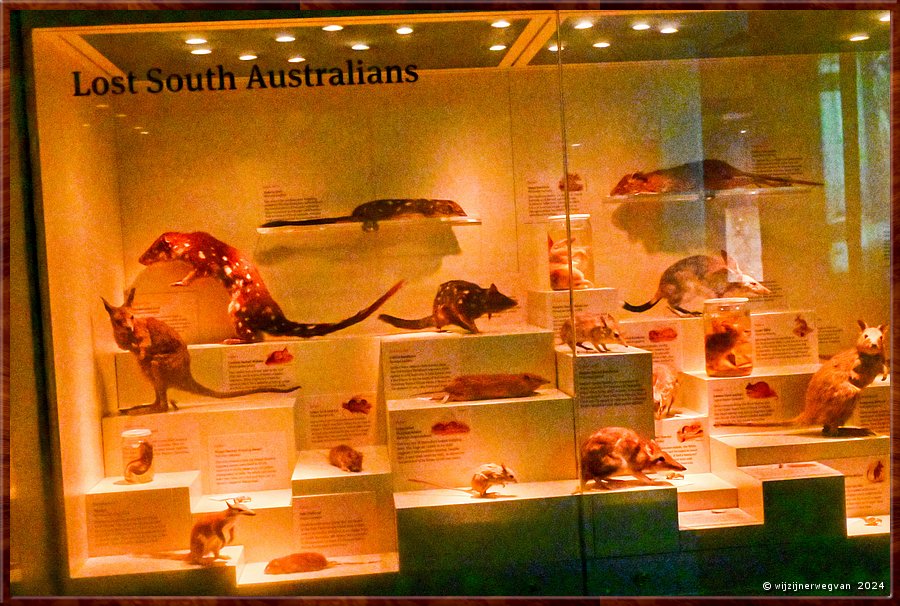 

Adelaide
South Australian Muaseum  
South Australian Biodiversity Gallery
' Lost South Australians'
Deze dieren zijn uitgestorven  -  35/45