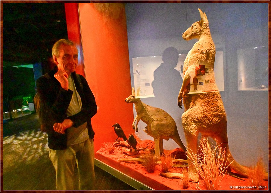 

Adelaide
South Australian Muaseum  
South Australian Biodiversity Gallery
Red Kangaroo  -  36/45