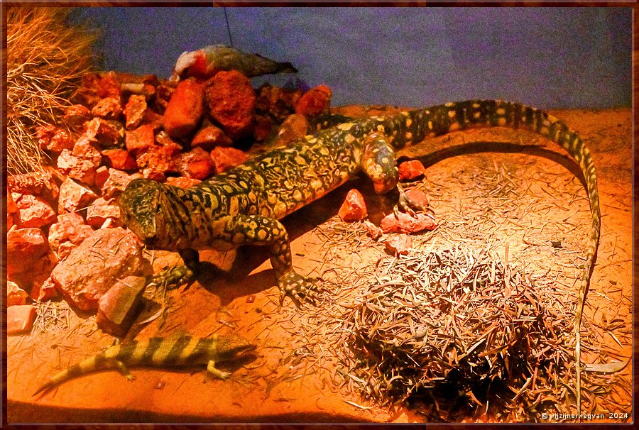 

Adelaide, South Australian Muaseum  
South Australian Biodiversity Gallery
Perentie
De grootste varaan in Australi.. 
Op onze eerste reis kwamen we er eentje tegen op de Stuart Highway.  -  37/45