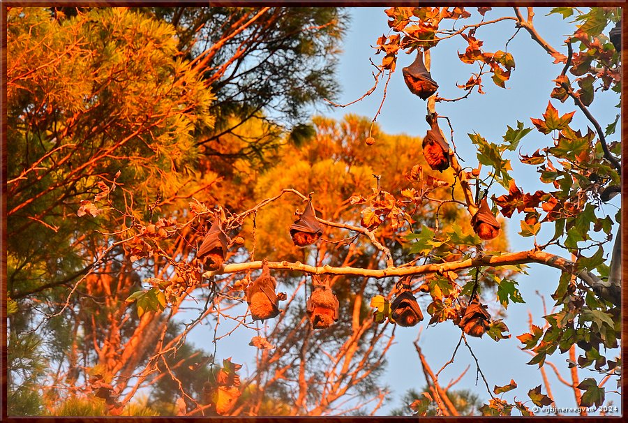 

Adelaide, Botanic Park
Fauna Rescue South Australia
'Angels of the Night, Grey Headed Flying Fox Colony Guided Tour'
De grijskopvleerhond is de grootste vleermuis van Australi.  -  42/45