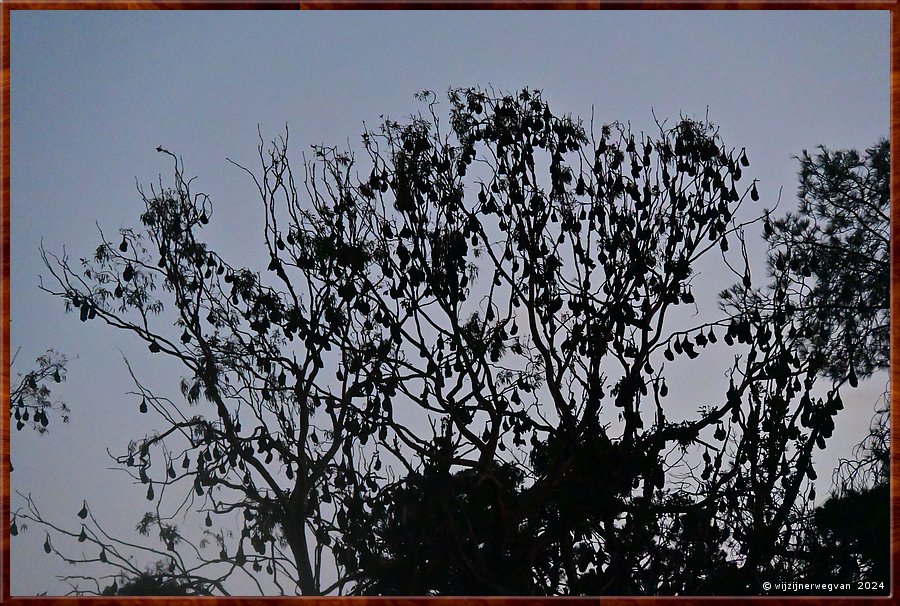 

Adelaide, Botanic Park
Fauna Rescue South Australia
'Angels of the Night, Grey Headed Flying Fox Colony Guided Tour'
De vleerhonden lopen gevaar door prikkeldraad, fruitnetten, hoogspanningsleidingen en de hitte.  -  43/45
