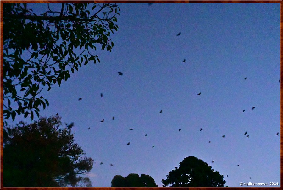 

Adelaide, Botanic Park
Fauna Rescue South Australia
'Angels of the Night, Grey Headed Flying Fox Colony Guided Tour'
'The nightly fly-out'
De vleerhonden blijven de hele nacht van huis om te foerageren,
ze eten fruit. Pas tegen zonsopgang zullen ze terugkeren naar de bomen.  -  44/45