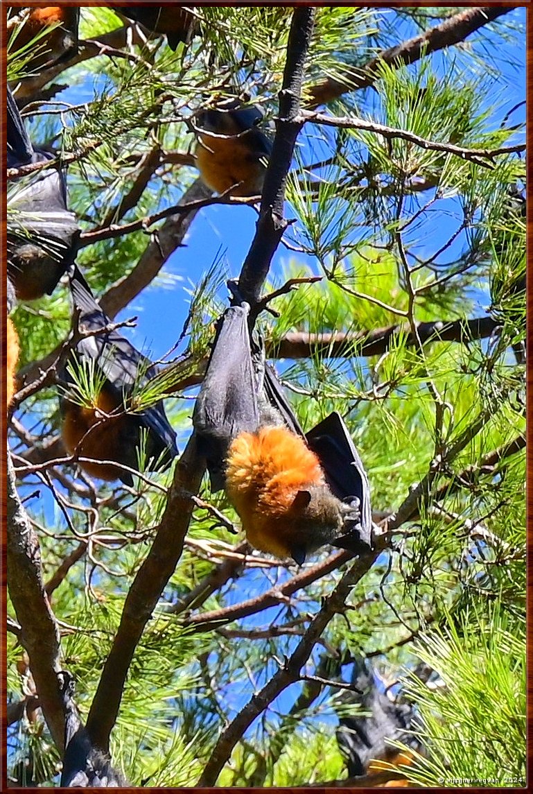 

Adelaide
Botanic Park
Grey-Headed Flying Fox  -  4/33