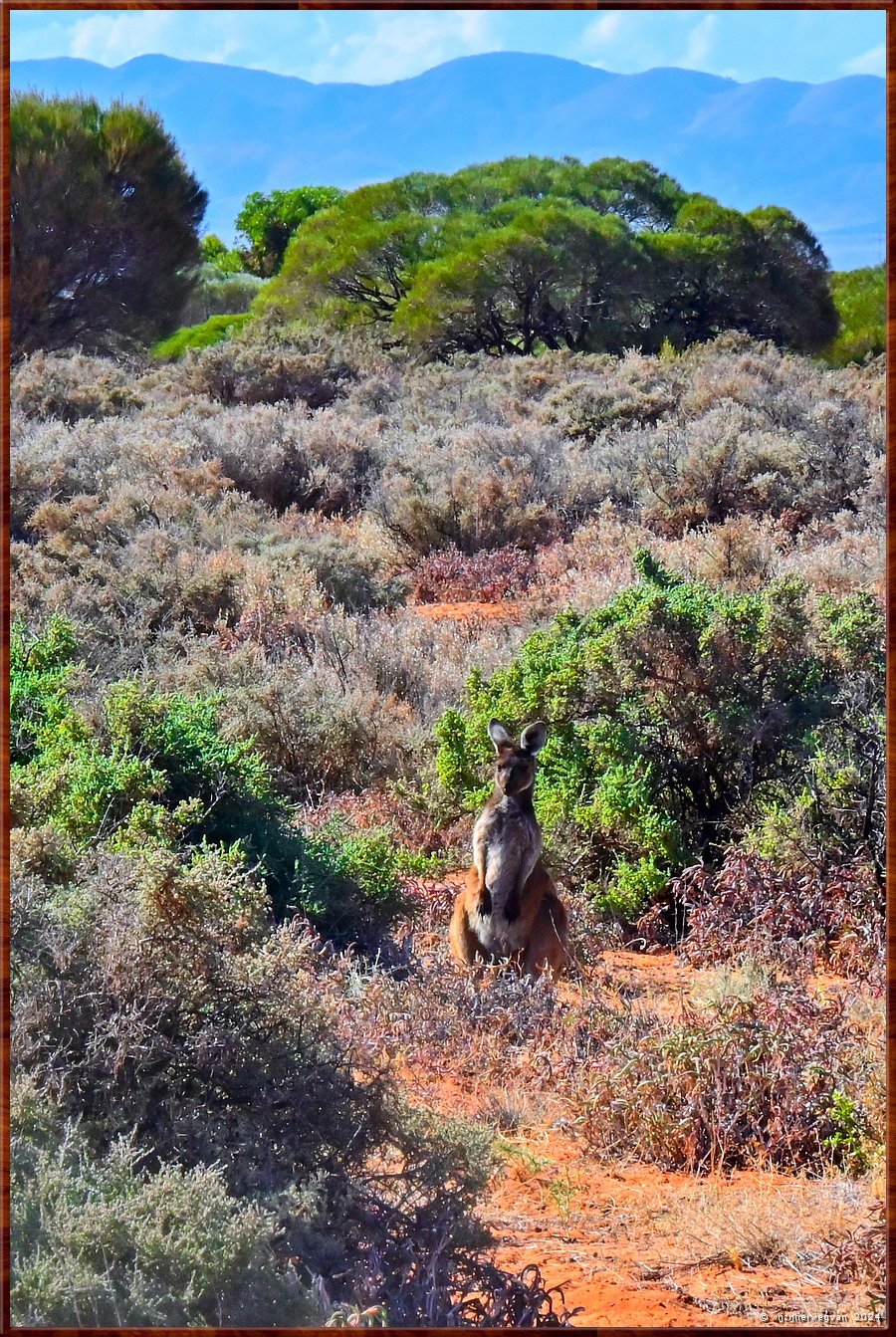

Port Augusta
The Australian Arid Lands Botanic Garden  -  15/38