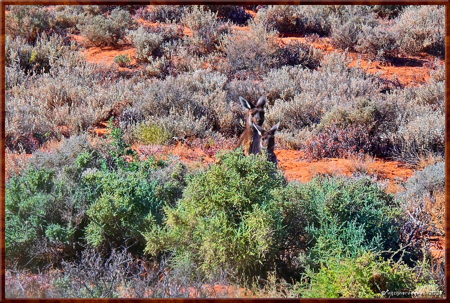 

Port Augusta
The Australian Arid Lands Botanic Garden  -  19/38