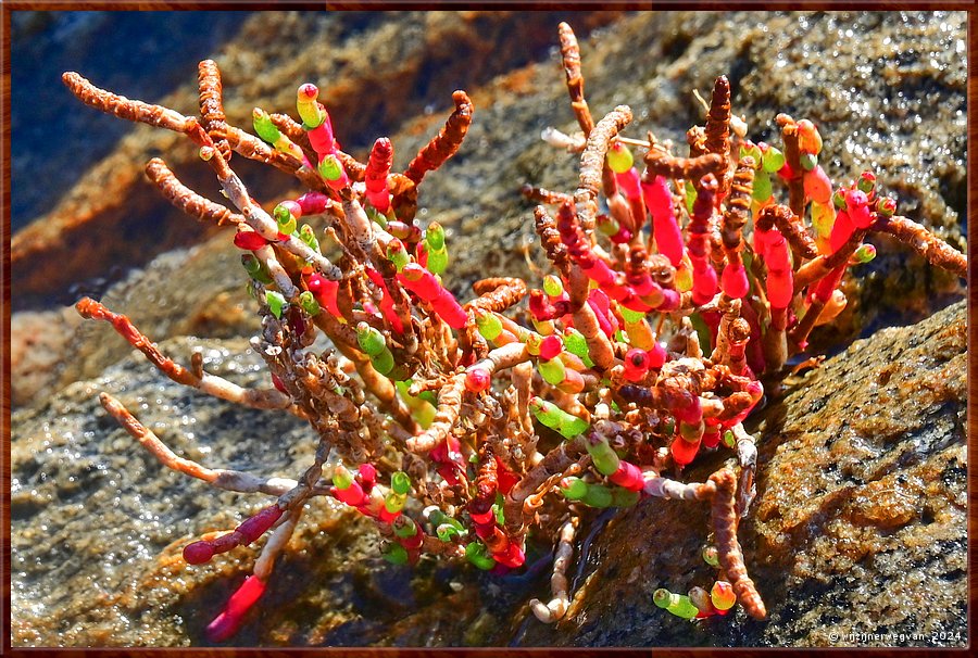 

Port Lincoln
Billy Light's Point
Tecticornia indica (zeekraal)  -  37/42