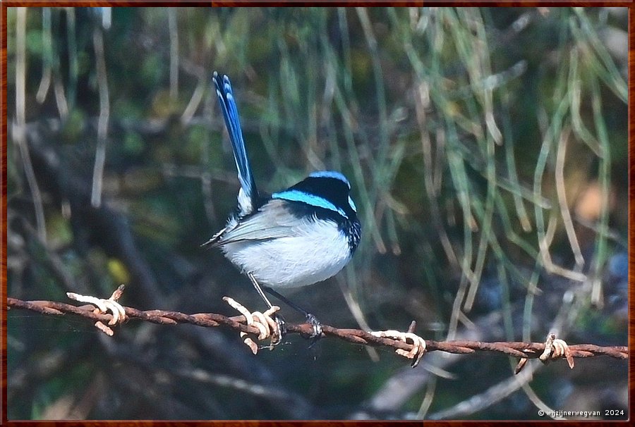 

Port Lincoln
Billy Light's Point
Fairy Wren (ornaatelfje)  -  8/39