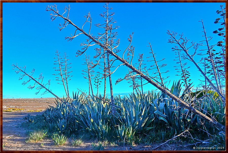 

Mikkira Station 
Aloe Vera  -  24/39