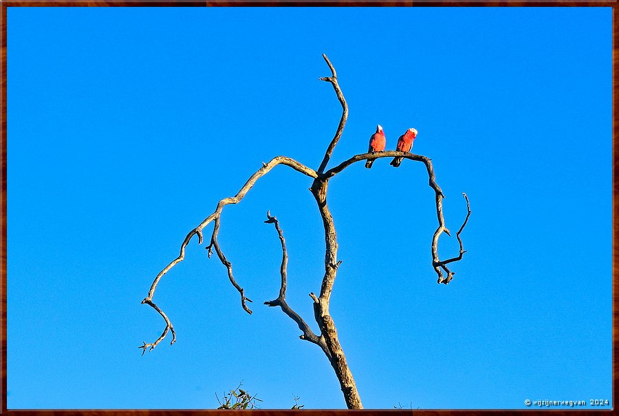 

Mikkira Station 
Galah koppeltje overziet Mikkira  -  32/39