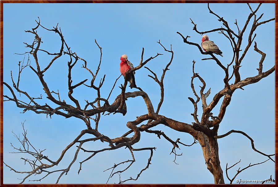 

Mikkira Station 
Galah's zijn al wakker  -  3/52