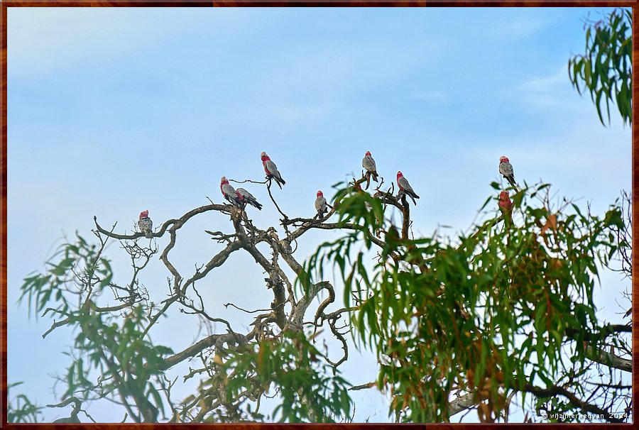 

Mikkira Station 
Galah voorstelling  -  12/52