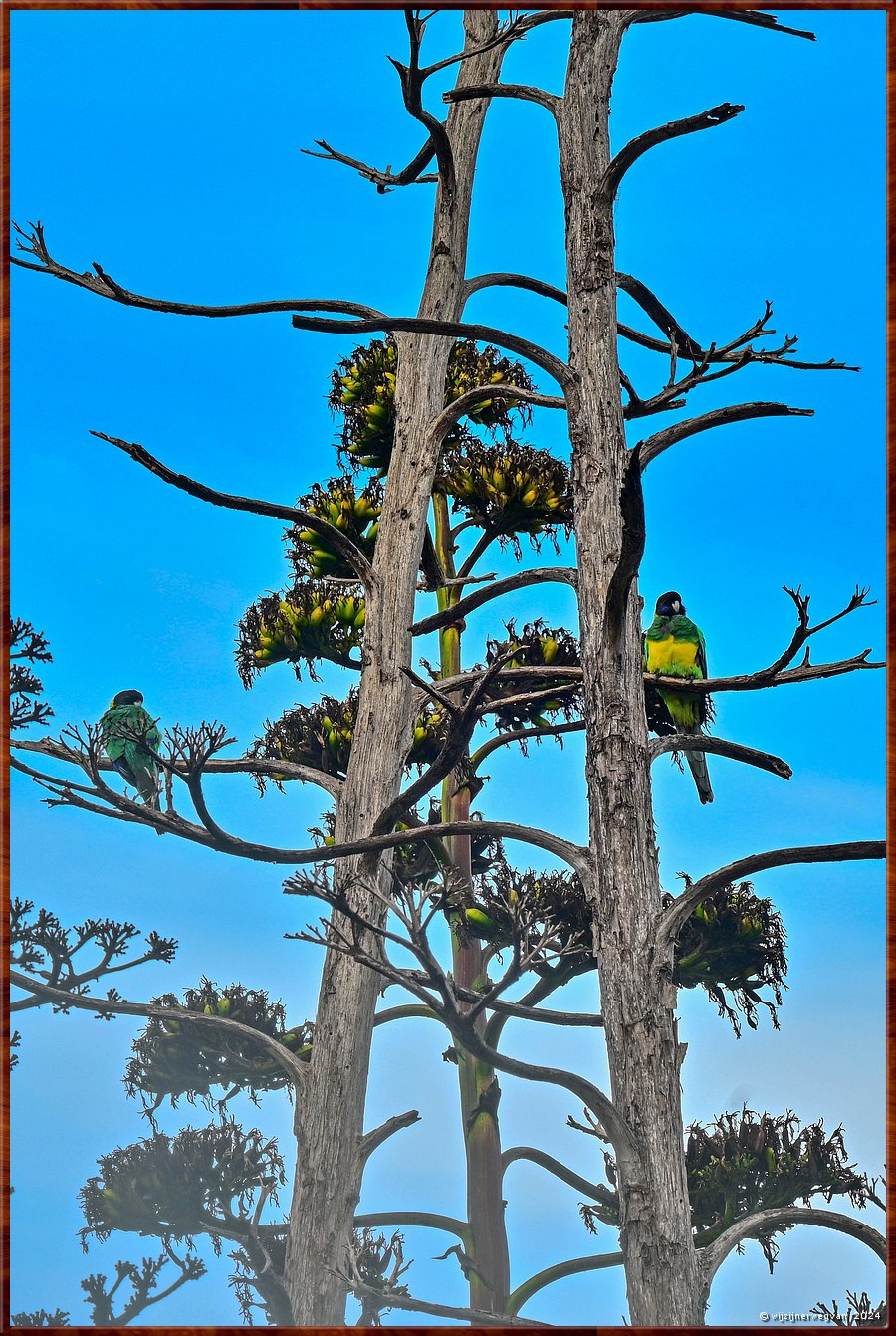 

Mikkira Station
Port Lincoln parrots  -  15/52