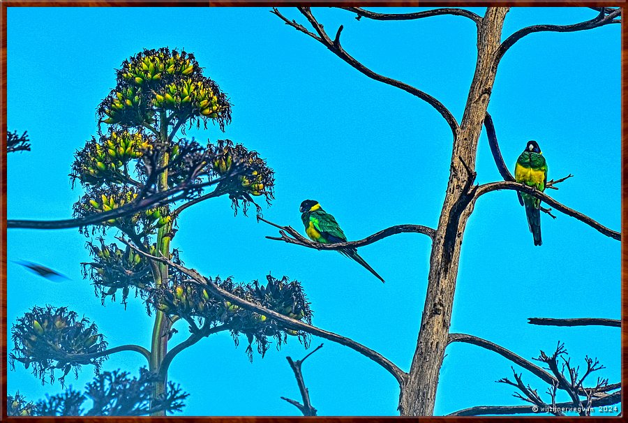 

Mikkira Station
Port Lincoln parrots  -  16/52