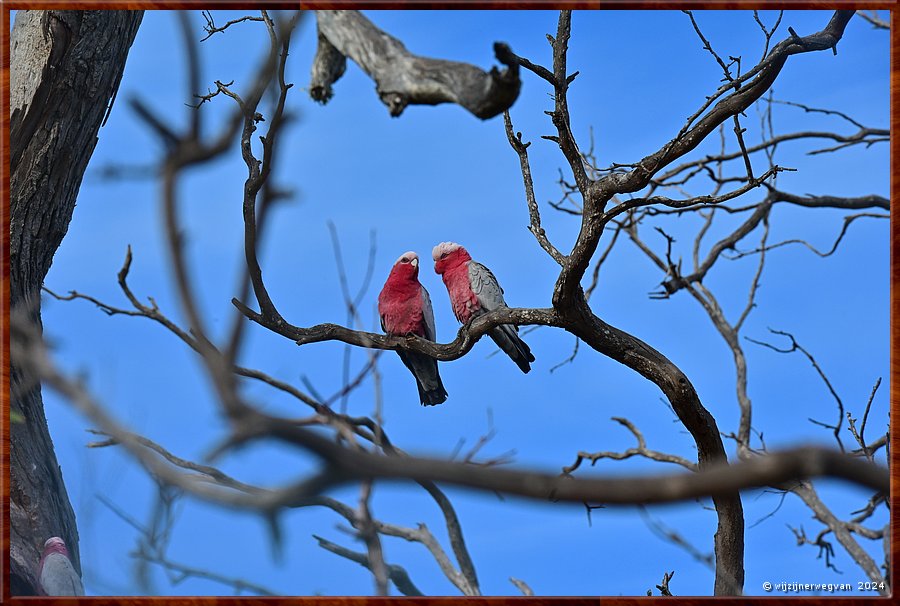 

Mikkira Station
Galah paartje
Het mannetje (links) in overleg met zijn vrouw  -  21/52