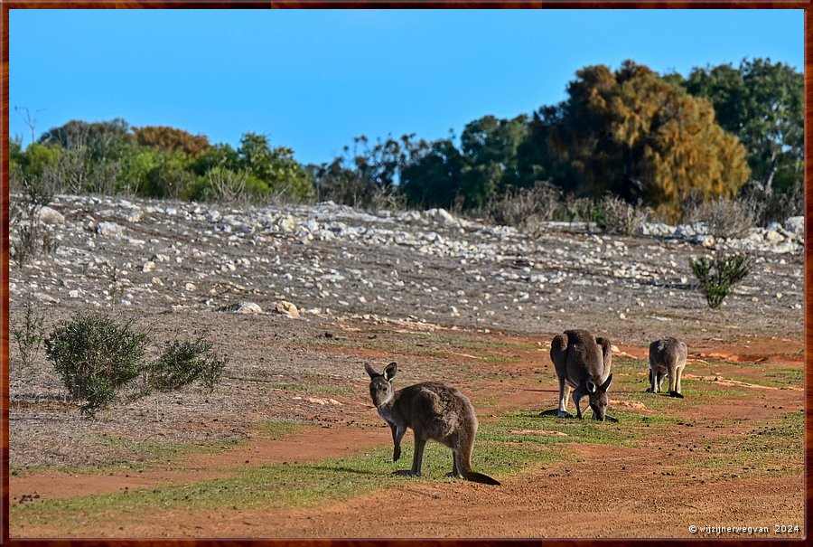 

Mikkira Station 
Kangaroo country  -  32/52