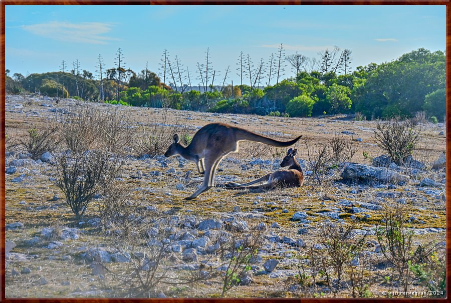 

Mikkira Station 
Kangaroo country  -  34/52