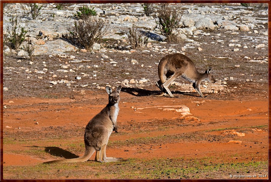 

Mikkira Station 
Kangaroo country  -  35/52