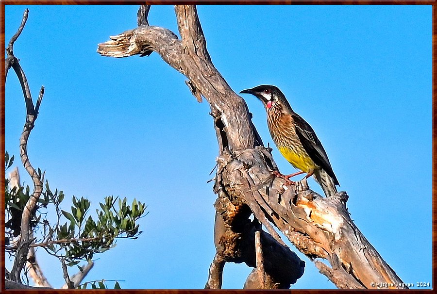 

Mikkira Station 
Roodlelhoningeter (red wattlebird)  -  42/52