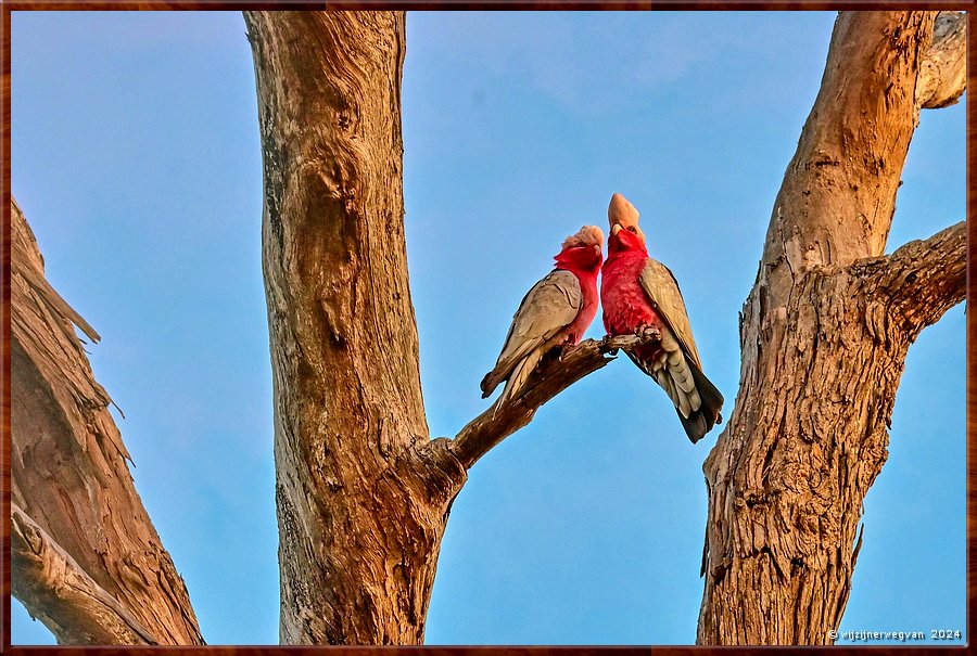 

Mikkira Station 
Galah onderonsje  -  43/52