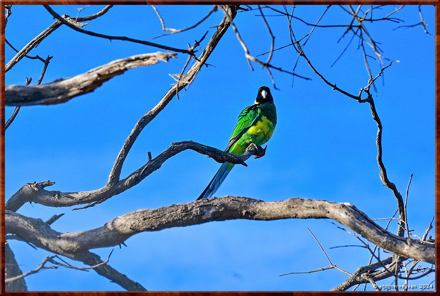 

Mikkira Station 
Port Lincoln Parrot  -  45/52