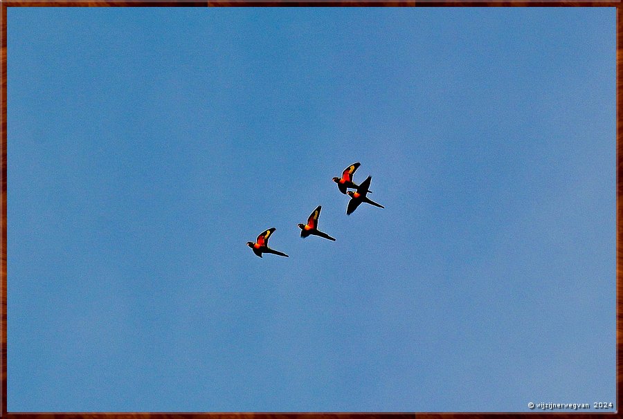

Mikkira Station 
Galah's in vlucht  -  50/52