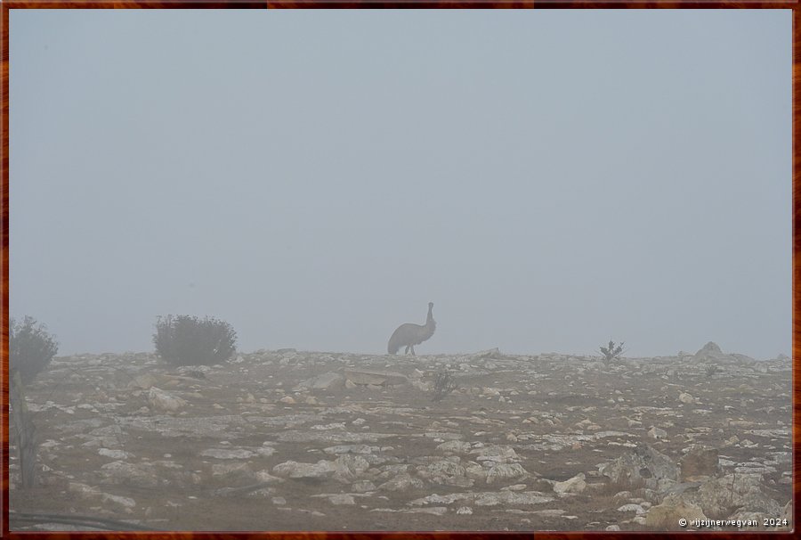 

Mikkira Station 
Misty emu  -  8/43