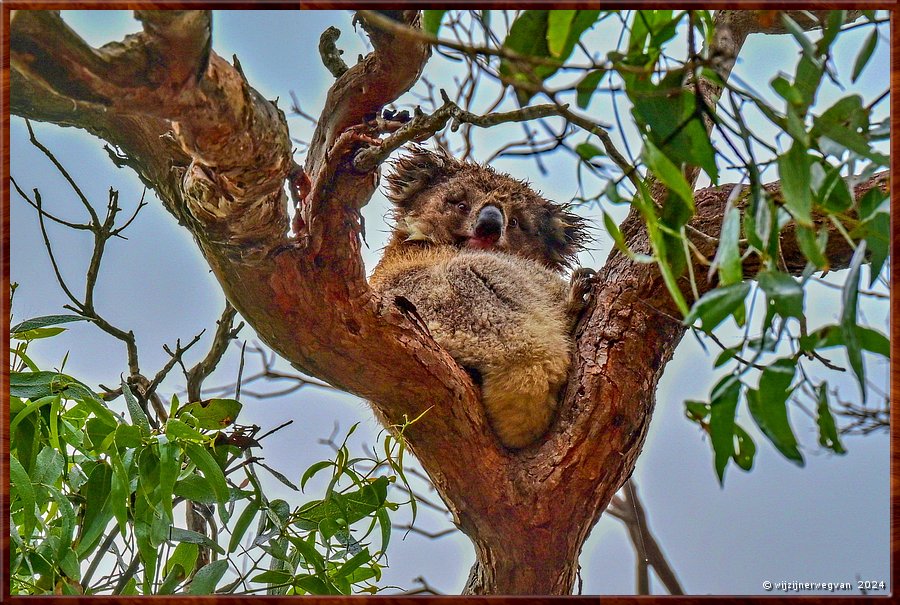 

Mikkira Station 
Tis nog vroeg h, doen jullie rustig ...  -  10/43