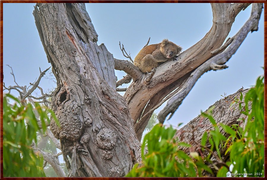 

Mikkira Station 
Op weg ja ... geen haast, hoor ...  -  13/43