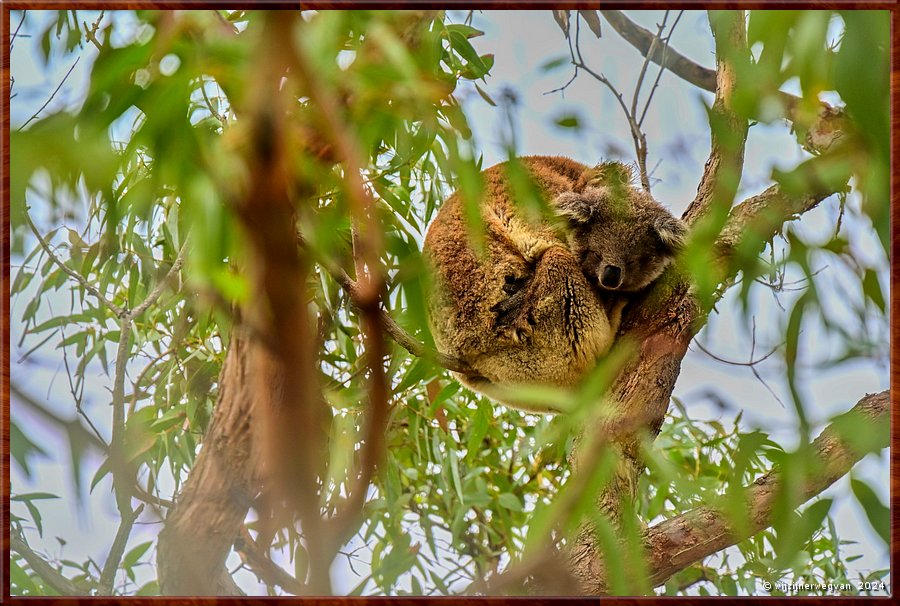 

Mikkira Station 
Nog even sluimeren ...  -  17/43